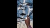GRAFF